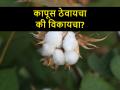 जुलैमध्ये कापसाचे भाव काय असतील? साठवलेला कापूस विकावा काय? - Marathi News | What will be future cotton prices in July in Akola, Nagpur, Marathwada and Vidarbh | Latest agriculture News at Lokmat.com