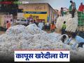 Kapus Kharedi : सीसीआय खरेदीला वेग; राज्यात कापसाची मोठी आवक वाचा सविस्तर - Marathi News | latest news Kapus Kharedi: CCI accelerates procurement; Large arrival of cotton in the state Read in detail | Latest agriculture News at Lokmat.com