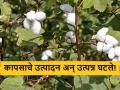 Cotton Production : देशात कापसाचे उत्पादन अन् उत्पन्नात किती घट? नेमकं गणित समजून घेऊया - Marathi News | Latest News Decline in average production of cotton by 26 percent in last 10 years | Latest agriculture News at Lokmat.com