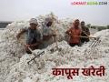Cotton Market : राज्यात १२१ पैकी ११८ कापूस खरेदी केंद्रे सुरू - Marathi News | Cotton Market: 118 out of 121 cotton procurement centers open in the state | Latest agriculture News at Lokmat.com