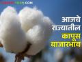 कापूस दरात घसरण, आज कुठे काय बाजारभाव मिळाला? जाणून घ्या  - Marathi News | Latest News 24 Feb Todays Cotton rate In maharashtra bajar samiti | Latest agriculture News at Lokmat.com
