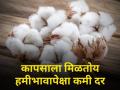 कापसाला चांगल्या दराची प्रतीक्षा, आज काय बाजारभाव मिळाला? - Marathi News | Latest News Todays Cotton Price In Market Yard in maharashtra | Latest agriculture News at Lokmat.com