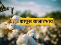 दिवाळीनंतर पांढऱ्या सोन्याला बाजारात किती भाव मिळतोय? जाणून घ्या - Marathi News | know Today's cotton market prices in Maharashtra | Latest agriculture News at Lokmat.com