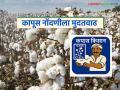 Kapus Kharedi : कापूस नोंदणी प्रक्रियेत अडचणींनंतर मोठा निर्णय; मुदतवाढ जाहीर वाचा सविस्तर - Marathi News | latest news Kapus Kharedi: Big decision after difficulties in cotton registration process; Extension announced Read in detail | Latest agriculture News at Lokmat.com