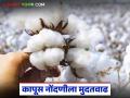 Kapus Kharedi : कापूस उत्पादकांना दिलासा; हायकोर्टात 'सीसीआय'ने दिली ग्वाही वाचा सविस्तर - Marathi News | latest news Kapus Kharedi: Relief for cotton growers; CCI gave evidence in the High Court, read in detail | Latest agriculture News at Lokmat.com