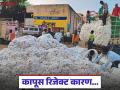 Kapus Kharedi : हमीभाव कागदावरच? ॲप अडथळ्यांमुळे शेतकऱ्यांचा कापूस रिजेक्ट - Marathi News | latest news Kapus Kharedi: Guaranteed price only on paper? Farmers' cotton rejected due to app obstacles | Latest agriculture News at Lokmat.com