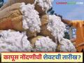 Kapus Kharedi: शेतकऱ्यांनो! कापूस नोंदणीची 'ही' आहे शेवटची तारिख वाचा सविस्तर - Marathi News | Kapus Kharedi : Farmers! 'This' is the last date of cotton registration Read details | Latest agriculture News at Lokmat.com