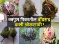 कापूस पिकावरील बोंडसडचे व्यवस्थापन कसे कराल? - Marathi News | How to manage boll rot disease in cotton crop? | Latest agriculture News at Lokmat.com
