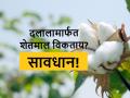 कापूस खरेदी केली, पण पैसे न देता दलालाचा शेतकऱ्याला गंडा - Marathi News | Purchased cotton, but without payment, the broker cheated the farmer | Latest agriculture News at Lokmat.com