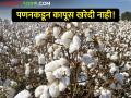 केंद्राचा आदेश, मात्र अद्यापही पणनकडून कापूस खरेदी नाही! - Marathi News | Latest News Center's order, but still no cotton purchase from Panan mahamandal | Latest agriculture News at Lokmat.com