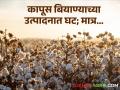 Cotton Seed Issue : चिंता नकाे! कापूस बियाण्याच्या उत्पादनात घट; तुटवडा मात्र नाही! वाचा सविस्तर - Marathi News | | Latest agriculture News at Lokmat.com