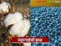 Cotton Seeds : कापूस उत्पादकांच्या खिशाला बसणार महागाईची झळ वाचा सविस्तर - Marathi News | Cotton Seeds: latest news The impact of inflation will hit the pockets of cotton farmers. Read in detail | Latest agriculture News at Lokmat.com