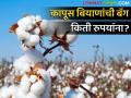 Cotton seeds : कापूस बियाणे बॅग 'इतक्या' रुपयांना मिळण्याची शक्यता, कृषी विभागाचे आवाहन - Marathi News | Latest News Cotton seed bag generally available for Rs.864 Says agri department | Latest agriculture News at Lokmat.com