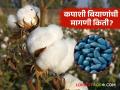 kharif Season : यंदा राज्याला कपाशीचे किती बियाणे लागणार? क्षेत्र वाढणार की घटणार वाचा सविस्तर - Marathi News | Kharif Season: How much cotton seeds will the state need this year? Will the area increase or decrease? Read in detail | Latest agriculture News at Lokmat.com