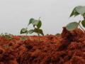 पाऊस लांबल्यास कापसाचा पेरा घटणार! - Marathi News |  Cotton sowing will decrease if rain is delayed! | Latest akola News at Lokmat.com