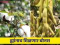 Kapus Soybean Anudan : ह्याच शेतकऱ्यांना मिळणार कापूस आणि सोयाबीनचा बोनस - Marathi News | Kapus Soybean Anudan: These farmers will get cotton and soybean bonus | Latest agriculture News at Lokmat.com