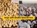 कापूस आणि सोयाबीन क्लस्टरची गरज, अकोला जिल्ह्यातील शेतकऱ्यांचा मानस - Marathi News | Latest News Need for cotton and soybean cluster, farmers' psyche in Akola district | Latest agriculture News at Lokmat.com