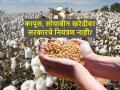 कापूस सोयाबीनची हमीभावापेक्षा कमी दराने का होतेय खरेदी? - Marathi News | Why is cotton beans being purchased at a lower price than the guaranteed price? | Latest agriculture News at Lokmat.com
