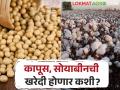 हमीभावापेक्षा अधिक दराने कापूस, सोयाबीनची खरेदी शासन करणार का?  - Marathi News | Will the government purchase cotton, soybeans at higher rates than the guaranteed price?  | Latest agriculture News at Lokmat.com