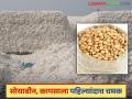Soyabean, Cotton Update: सोयाबीन, कापसाला मिळत आहेत चांगले दर; वाचा सविस्तर - Marathi News | Soyabean, Cotton Update: Soyabean, cotton are getting good prices; Read in detail | Latest agriculture News at Lokmat.com