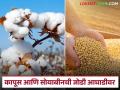 Kharif Sowing : राज्यात ७४ टक्के क्षेत्रात पेरण्या पूर्ण; सोयाबीन, कापसाचे वर्चस्व वाचा सविस्तर - Marathi News | Kharif Sowing : Sowing has been completed in 74% of the area in the state; soybean and cotton dominate! | Latest agriculture News at Lokmat.com