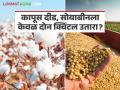 Soybean, Cotton Yield : कापूस दीड, सोयाबीनला केवळ दोन क्विंटल उतारा; आर्थिक संकट कायम! - Marathi News | latest news Soybean, Cotton Yield: Cotton yield one and a half quintals, soybean yield only two quintals; Economic crisis continues! | Latest agriculture News at Lokmat.com