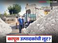 Kapus Kharedi : ग्रेडच्या खेळात हजार रुपयांचा फटका; कापूस उत्पादकांची लूट? - Marathi News | latest news Kapus Kharedi: A loss of a thousand rupees in the game of grades; Looting of cotton growers? | Latest agriculture News at Lokmat.com