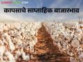 Cotton Market : राजकोट बाजारात कापसाला चांगला बाजारभाव, वाचा मागील आठवड्यातील दर  - Marathi News | Latest news Cotton Market Good market price for cotton in Rajkot market, read last week's rates  | Latest agriculture News at Lokmat.com