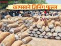 Cotton Market : यवतमाळ जिल्ह्यात २२ हजार क्विंटल कापसाचे जिनिंग थांबले - Marathi News | Cotton Market: Ginning of 22 thousand quintals of cotton stopped in Yavatmal district | Latest agriculture News at Lokmat.com