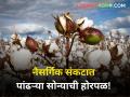 दुष्काळ आणि अवकाळीत पांढरं सोनं सुद्धा निराशादायी - Marathi News | maharashtra state cotton producer farmer market yard rate heavy rain hailstorm | Latest agriculture News at Lokmat.com