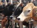 दुधाच्या भावात ५ रुपयांची घसरण; उत्पादकांच्या अडचणी वाढल्या - Marathi News | Milk price drops by Rs 5, farmers demanding to solve milk issue | Latest agriculture News at Lokmat.com