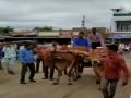 दुधातील प्रोटीन तपासणीसाठी गाईलाच वाजतगाजत आणले दूध डेअरीत - Marathi News | Milk dairies have been brought to the milk for checking milk protein | Latest parabhani Videos at Lokmat.com