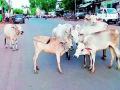मोकाट जनावरांच्या मालकांना वाहतूक शाखेची तंबी - Marathi News | Transportation Branch Tent for street Animal Owners | Latest hingoli News at Lokmat.com