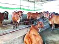 जिल्ह्यात सात गोवर्धन गोवंश सेवा केंद्रांची होणार स्थापना - Marathi News | Establishment of seven Govardhan Govesh Seva Kendra in the district | Latest raigad News at Lokmat.com