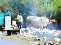 रायगड जिल्ह्यात कचऱ्याचा भस्मासुर, दुर्गंधीने नागरिक त्रस्त - Marathi News | In Raigad district, waste of garbage, bad people suffer | Latest raigad News at Lokmat.com