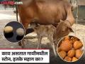 गायीमध्ये तयार होणाऱ्या स्टोनसाठी लावली जाते लाखो रूपयांची बोली, कुठे तर सोन्यापेक्षाही महाग...कारण - Marathi News | Why is Cow Bezoar expensive and what is it use, how its develop in cow | Latest jarahatke News at Lokmat.com