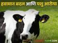 वाढत्या तापमानाचा जनावरांच्या आरोग्यावर कसा होतो परिणाम - Marathi News | How does rising temperature affect livestock health? | Latest agriculture News at Lokmat.com