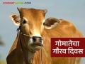 Cow Day : गोमातेचा सन्मान : आता प्रत्येक वर्षी २२ जुलैला गायींसाठी विशेष दिन वाचा सविस्तर - Marathi News | latest news Cow Day : Honoring the cow: Now every year on July 22nd, a special day for cows. Read in detail | Latest agriculture News at Lokmat.com