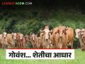 Cow Day : देशी गोवंशाचे संवर्धन शेतीच्या भविष्यासाठी महत्त्वाचे वाचा सविस्तर - Marathi News | latest news Cow Day: Conservation of indigenous cattle is important for the future of agriculture. Read in detail | Latest agriculture News at Lokmat.com
