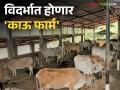 Agriculture News :  कल्पकता आणि नावीन्यपूर्ण विचार म्हणजे 'काऊ फार्मस' - Marathi News | Agriculture News : Ingenuity and innovative thinking is 'Cow Farms' | Latest agriculture News at Lokmat.com