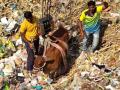 पडीत विहिरीमध्ये पडली गाय, क्रेनच्या सहायाने रेस्क्यू - Marathi News | Cow fell into a falling well, rescue with the help of a crane | Latest parabhani News at Lokmat.com