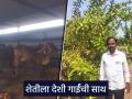 फळबागेला पशुपालनाची जोड; बळवंतरावांच्या उत्पन्नाला नाही तोड - Marathi News | fruit crop planation along with livestock rearing; farmer Balwantrao's income is increase day by day | Latest agriculture News at Lokmat.com