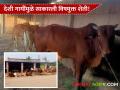 Farmer Success Story : देशी गायींमुळे साकारली विषमुक्त शेती; वाचा प्रेरणादायी यशोगाथा - Marathi News | latest news Dairy Farming : Poison-free farming achieved thanks to indigenous cows; Read the inspiring success story | Latest agriculture News at Lokmat.com