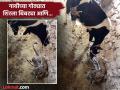VIDEO : गोठ्यात शिरला जखमी बिबट्या, तेव्हा गायीने केलं असं काही; बघून व्हाल अवाक्! - Marathi News | Leopard enters in cow shed rescue video goes viral | Latest social-viral News at Lokmat.com