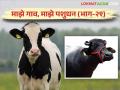 गाय म्हैस का व कशी आटवतात? अन् आटवणं किती महत्त्वाचं आहे.. वाचा सविस्तर - Marathi News | Why do drying of cows & buffalo? And how important it is to drying read in detail | Latest agriculture News at Lokmat.com