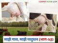 जनावरांना कासेचे आजार होऊ नये म्हणून दूध काढण्यापूर्वी व काढल्यानंतर हे करायला विसरू नका - Marathi News | Don't forget to do this before and after milking to prevent udder diseases in livestocks | Latest agriculture News at Lokmat.com