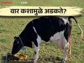 गाई म्हैशी मध्ये वार किंवा जार का अडकते? काय करावे उपाय - Marathi News | Why does get stuck placenta during cow & buffalo pregnancy? What to do? | Latest agriculture News at Lokmat.com