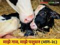 गाई व म्हशी विताना येणाऱ्या अडचणी पशुपालकांनो कशी घ्याल काळजी - Marathi News | How will the farmers take care of the dystocia problems faced by cows and buffaloes delivery? | Latest agriculture News at Lokmat.com
