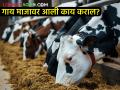 गाय माजावर आली असेल तर ही काळजी घ्या? होईल मोठा फायदा - Marathi News | how to care if the cow has come to heat? It will be a big benefit | Latest agriculture News at Lokmat.com
