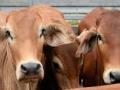 डोहात बुडून ३ बैलांसह २ गायींचा मृत्यू - Marathi News | Two cows die with 3 bulls drowned | Latest jalgaon News at Lokmat.com